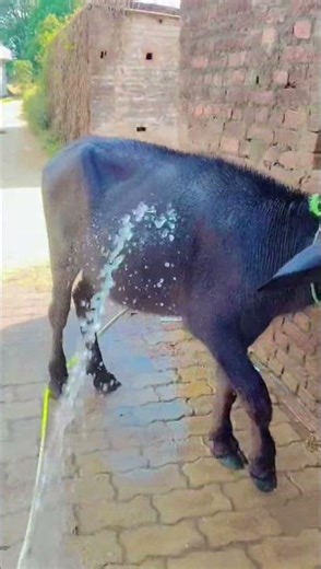 buffalo 🐃🐃 bathing | #shorts #bull #buffalo #viral #bufflow_baby #bufflowlover #cartoon #bathing