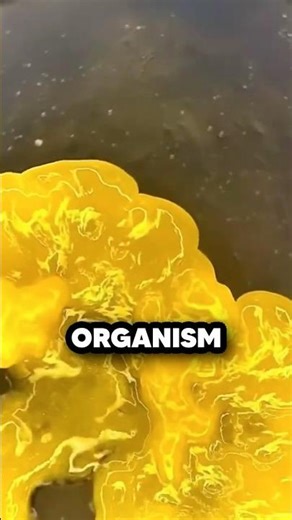 How Slime Outsmarted Engineers 🤯