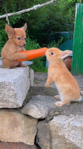 ❤️ A Heartwarming Friendship Between a Dog and a Bunny 🐶🐰 #Shorts