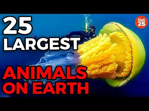25 Largest Animals On Earth