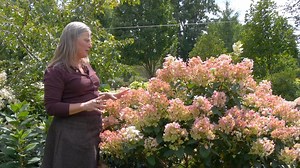 Which dwarf panicle hydrangea is right for your garden? Stacey Hirvela from Proven Winners ColorChoice Flowering Shrubs is here to show you three mature hydrangeas while she discusses the attributes of each. Enjoy! Little Lime Hydrangea-- pwwin.rs/LLime Little Quick Fire Hydrangea-- pwwin.rs/lqFire Bobo Hydrangea-- pwwin.rs/Bobo | Proven Winners