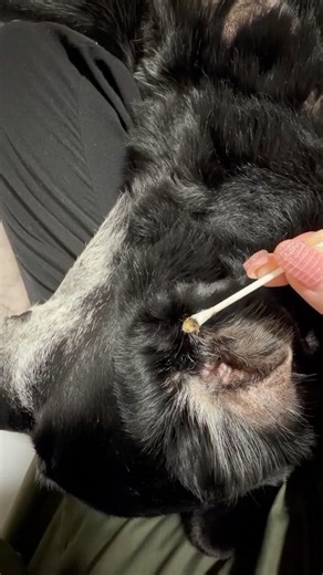 耳掃除動画🐶