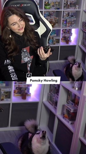 Adorable Pomsky Howling Compilation