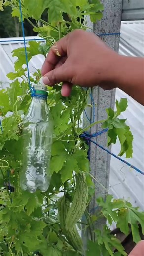 Using camphor as a pesticide to repel fruit flies 👍👍👍👍