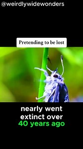 Today's creature: The Large Blue Butterfly 🦋 The large blue is a species of butterfly in the family Lycaenidae. The species was first defined in 1758 and first recorded in Britain in 1795. In 1979 the species became mostly extinct in Britain but has been successfully reintroduced with new conservation methods. Eggs are laid on the young flower buds of Wild Thyme. The larvae subsequently burrow into the flower head to feed on the flowers and developing seeds. Females lay eggs on plants growing i