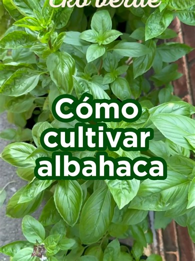 La albahaca combina facilidad de cultivo, aroma y uso diario en la cocina. Ideal para principiantes que buscan resultados rápidos y constantes. #albahaca #huertoencasa #cultivaralimentos #plantasaromaticas #huertoparaprincipiantes