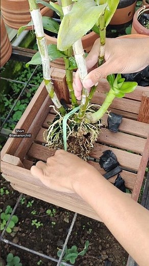 Cara Terbaik Menanam Anggrek Dengan Pot Kayu Estetik 😍 #shorts #orchids #orchidcare