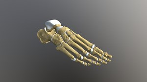 Human foot bones - Buy Royalty Free 3D model by humantouchillustration
