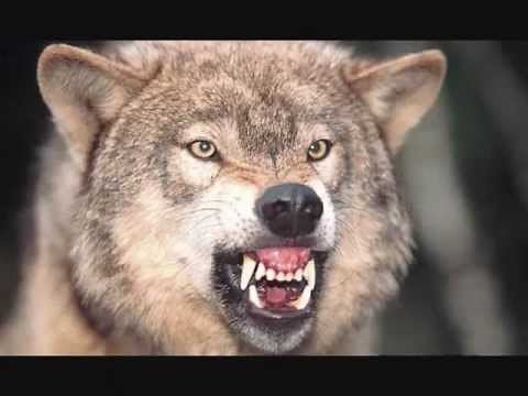 Danzig Killer Wolf and Blood and Tears
