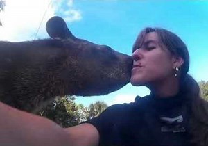 Baby Tapir Shows Affection to Human Friend