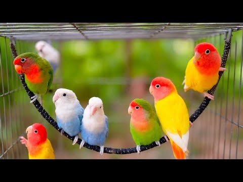 7 Hours of Natural Lovebird Sounds 🐦 Happy Lovebirds Singing & Chirping | Relaxing Nature Ambience