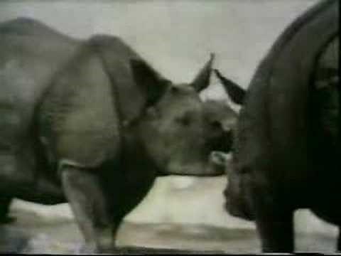 Classic Sesame Street - Rhino Love Song