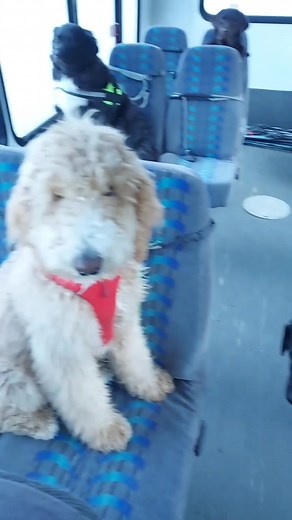 Doggie Bus Driver Adventure