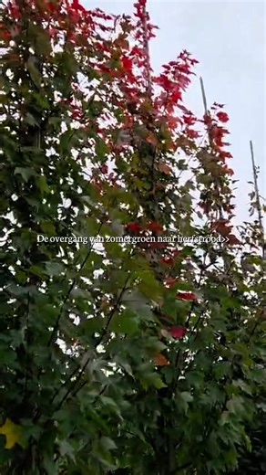 🍁 acer rubrum ‘brandywine’ 🍁 ✨ van zomergroen… ➡️ …naar diep herfstrood 🍷 Een spectaculaire herfstverkleuring die zijn naam helemaal waarmaakt. Perfect voor een tuin vol warmte en kleur! 🌿 #acerrubrum #brandywine #herfstkleur #herfsttuin #tuininspiratie #allebomen #tuinliefde #groeneinspiratie #natuurlijkeschoonheid #allebomen | Boomkwekerij van den Berk B.V