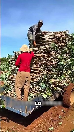 🌱 This is how they harvest cassava in Brazil