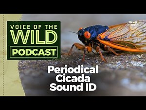 Bonus: Periodical Cicadas – Voice of the Wild