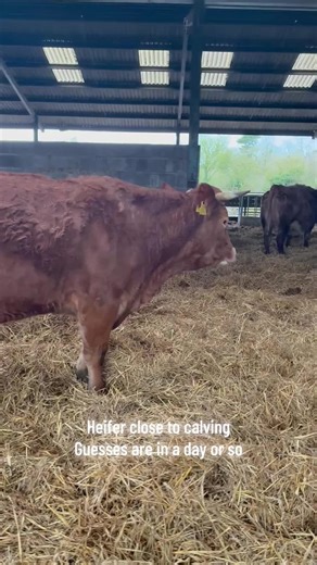 Expecting a Calf Soon: Insights from the Farm