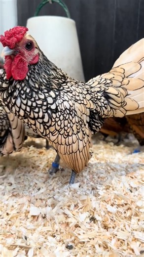 Bird Lovers on Instagram: "Sebright Chickens ✨ The Jewel of Poultry Breeds | Rare & Beautiful Bantams! Important Information: 🐔 Meet the Sebright Chicken – One of the most ornamental & rare bantam breeds! Known for their laced feathers, petite size, and lively personality, Sebrights are a true backyard gem. 💎 🔹Why Sebrights? ✔️ Stunning gold or silver laced feathers ✔️ Tiny but full of character & energy ✔️ No aggressive roosters (hen-feathered males) ✔️ Perfect for urban