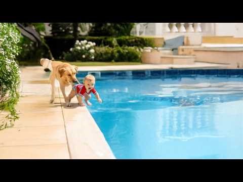 Dogs Saving Babies From Dangerous Situations!