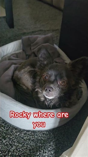 I COULD NOT FIND HIM ROCKY WHERE ARE YOU OH YOU ARE THERE #shorts #viral #puppy ##cutedog #puppylife