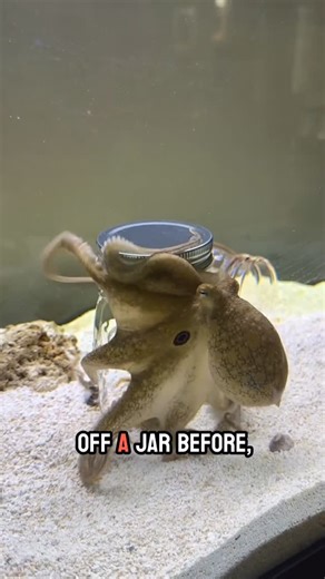 JB Today | 🦑 Watch Tommy the octopus master the art of opening a jar for the first time! 🦀 Unbelievable skills! #TommyTheOctopus #JarChallenge 🌊... | Instagram