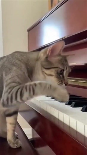 This Cat Stepped on a Piano for the First Time #cat #cute #panic