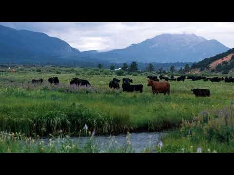 "The Meat Science Behind Beef" -- Beef: Processing to Plate 3-Part Virtual Learning Series