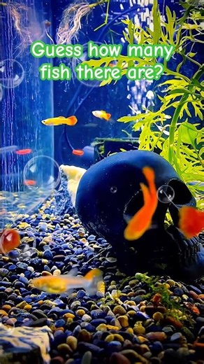 Guess how many fish there are?