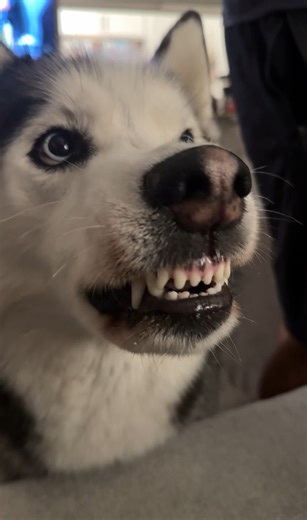 Pizza Bone Drama 😅 #pizza #myboymarble #pizzatime #pizzabone #drama #dog #dogs #husky #huskies #silly #funny #cute #marble | MyboyMarble