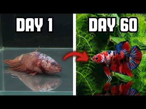 I Rescued This Betta Fish And Built Him A Beautiful Tank