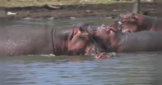 Hippos can recognise each other's voices, study finds | Africanews