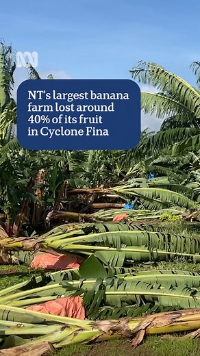 392K views · 3.9K reactions | NT's largest banana farm did not escape the winds of Cyclone Fina.  What does this mean for the NT's banana supply?  Story by Matt Brann via NT Country Hour and ABC Darwin Listen in full: https://shorturl.at/jkspn Matt Brann Mahi Garbas #ABCRadioDarwin #CycloneFina | ABC Darwin | Facebook