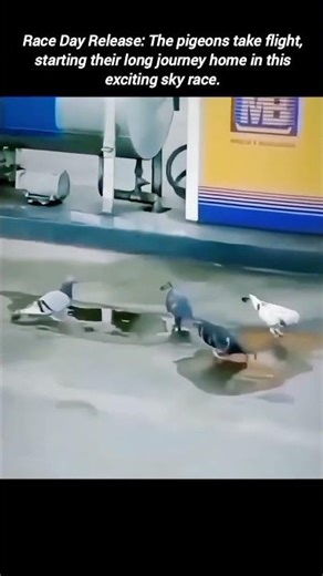 Watch the Amazing Speed and Flight of Pigeons
