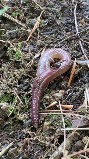 Earthworm "NIGHT CRAWLER" Moving UP CLOSE #nature #insects #bug #lover #wildlife #shorts #omg #wow