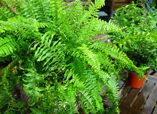 Fougère : Guide d'entretien pour vos plantes d'intérieur