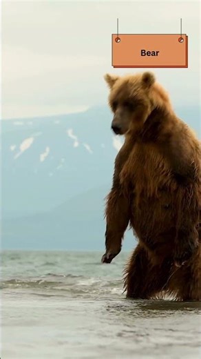 ABC Rhymes for Kids – Fun Alphabet Songs & Learning#nurseryrhymes #nurseryrhymes #kidslearning #abc