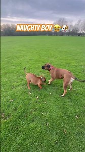 When you get told off for being a pest! 🤦🏻‍♂️🐶