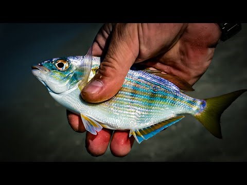 Simple Technique & Time To Catch Spring Redfish!