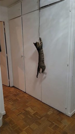 Olive transforms into a tiger cub! Watch this amazing jump!