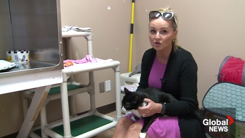 Adopt a pet with Klaudia Van Emmerik