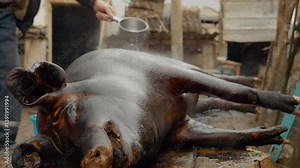Watch the detailed process of slaughtering a domestic pig, cooking, and washing it in a rural village, showcasing traditional methods and personal use.
