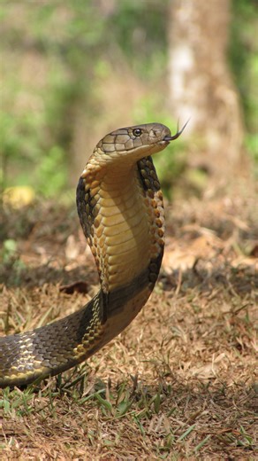 All hail the king. | Earth Touch TV