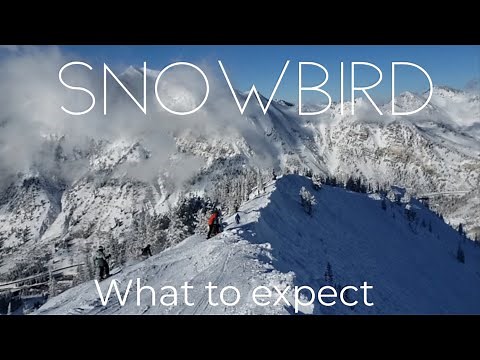 What is Snowbird Like? This is What You Can Expect