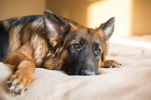 Dogs hide anxiety well—here’s how to spot it before it gets worse