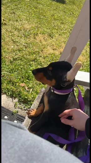 Tik Tok meet Freya the Doberman🦁#fyp #freya #norse #doberman