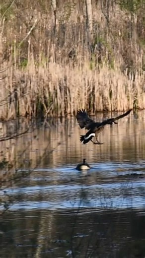 Canada goose flying into trees then back into water