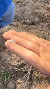 Finding A Native American Arrowhead! 😱 | Adventure Archaeology And Southern Diggers