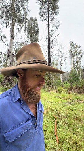 Exploring Errinundra National Park's Rainforests