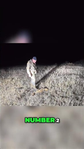 Second Coyote Identified: It's a Female! #shorts