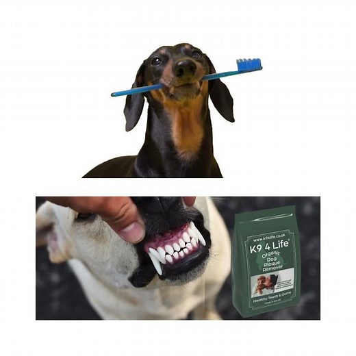 How To Remove Dog Plaque and Bad Breath Easily, Get that Plaque Off Now and Stop Doggy Breath